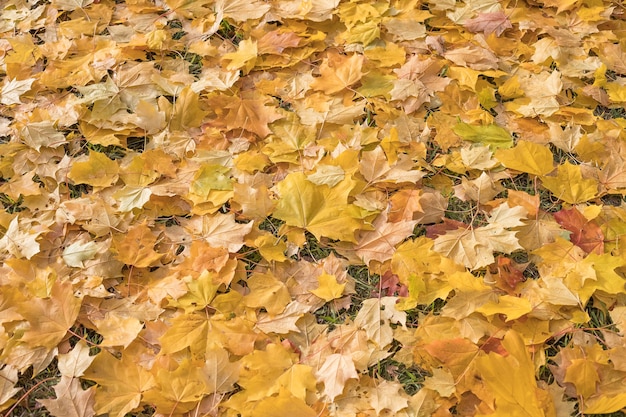 Des feuilles jaunes et rouges se trouvent sur la route Des feuilles d'érable sur l'asphalte Des feuilles d'automne tombent