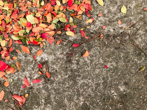 Photo feuilles jaunes rouges sur le sol en béton