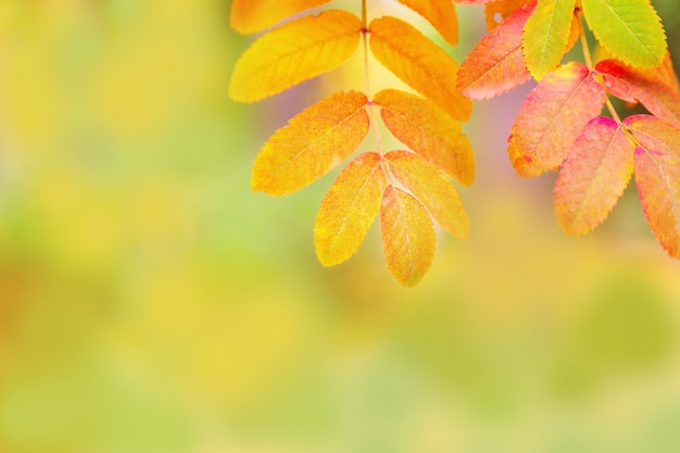 Feuilles jaunes de rowan bouchent le brillant floue