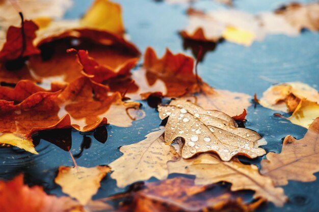 Feuilles jaunes se trouvent dans une flaque d'eau sur l'asphalte Beau fond d'automne Feuilles tombées des arbres gros plan