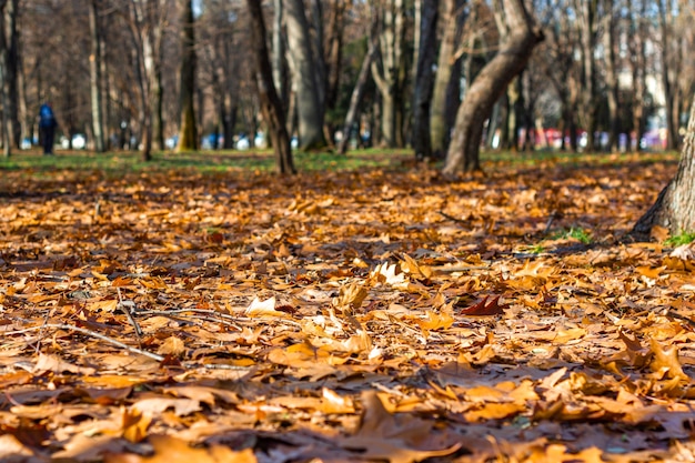 les feuilles jaunes se trouvent sur le sol dans le parc un jour d'automne