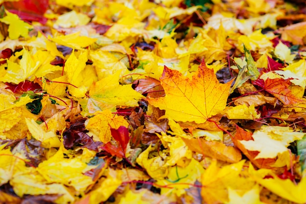 Les feuilles jaunes se trouvent sur le sol dans le parc