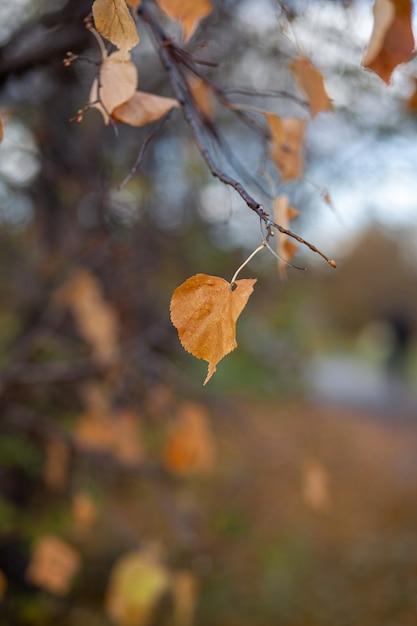 Feuilles jaunes ou sèches sur les branches des arbres en automne. Feuilles de bouleau, tilleul et autres arbres sur les branches. Il y a un espace vide pour le texte