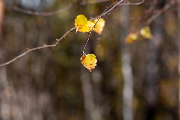 Feuilles jaunes ou sèches sur les branches des arbres dans les feuilles d'automne du tilleul de bouleau