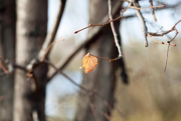 Feuilles jaunes ou sèches sur les branches des arbres dans les feuilles d'automne du tilleul de bouleau