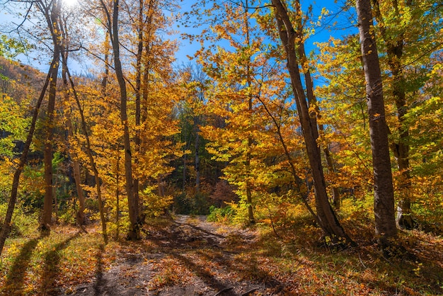 Feuilles jaunes sèches de forêt d'automne