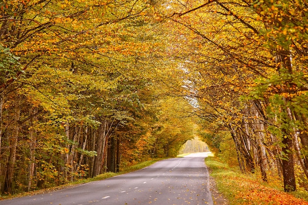 feuilles jaunes sur le sol