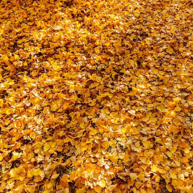 Feuilles jaunes sur le sol