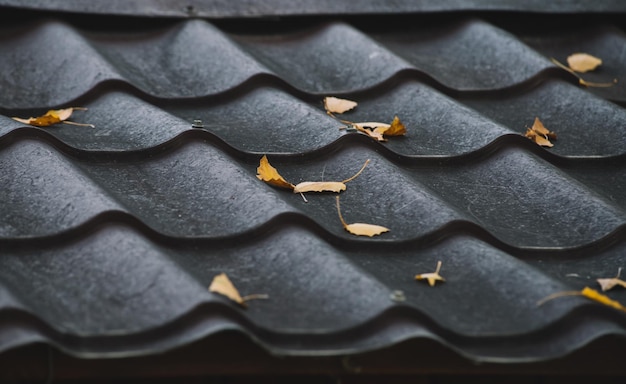 Feuilles jaunes sur le toit noir