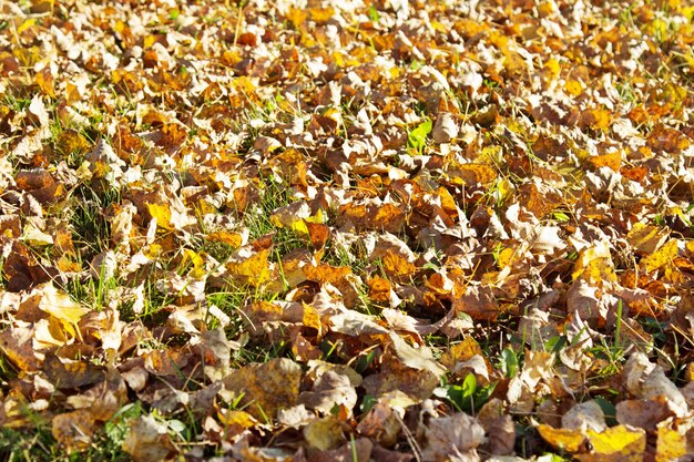 Feuilles jaunes tombées fond d'automne