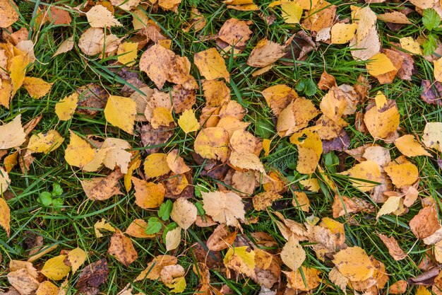 Feuilles jaunes tombées sur l'herbe