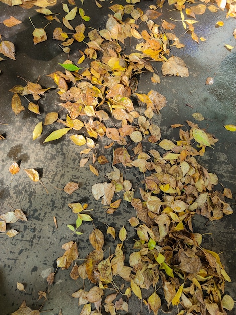 Feuilles jaunes tombées sur la route