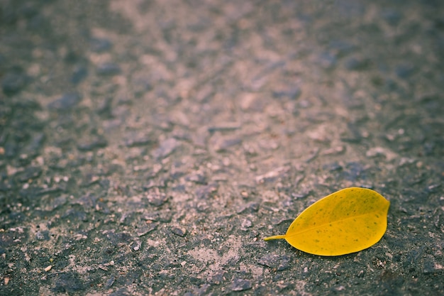 Les feuilles jaunes tombent sur la passerelle en béton