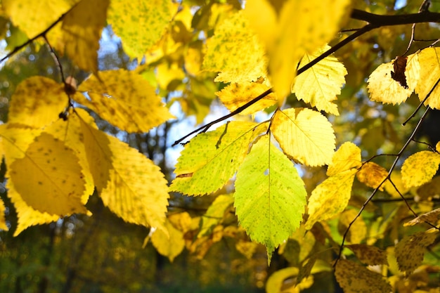 feuilles jaunes de tremble avec la lumière du soleil sur fond