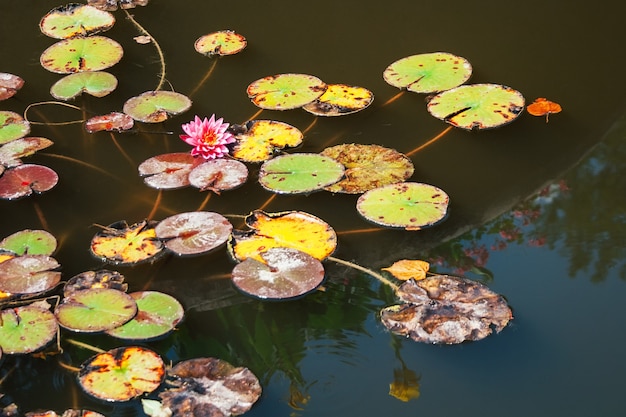 Feuilles jaunes, vertes et brunes d'un nénuphar et d'une belle fleur rose à la surface d'un lac boueux