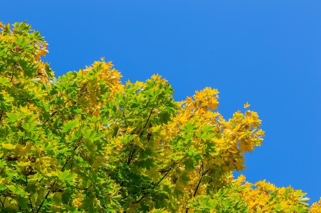 Feuilles jaunes et vertes d'érable automnal sans fioritures sur fond de ciel bleu clair