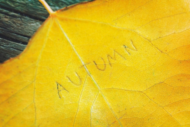 Feuilles jaunes sur le vieux fond en bois avec des fissures et l'inscription AUTOMNE