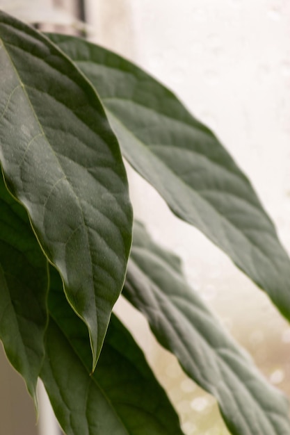 Feuilles de jeunes avocatiers dans un pot sur un gros plan de rebord de fenêtre. Plante verte. Mise au point sélective