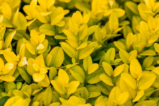 Feuilles juteuses jaunes en été