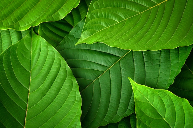 Feuilles de kratom frais Feuilles vertes sur fond blanc Mitragyna speciosa Médicaments et stupéfiants