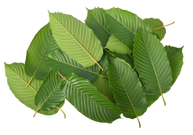 Feuilles de kratom Mitragyna speciosa isolé sur fond blanc