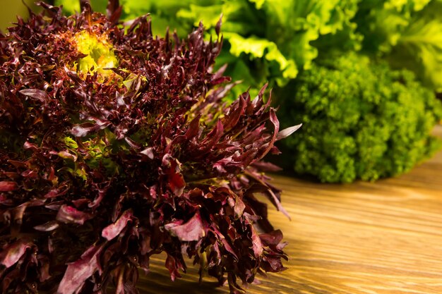 Feuilles de laitue et de basilic sur un fond en bois Assaisonnement pour la cuisine