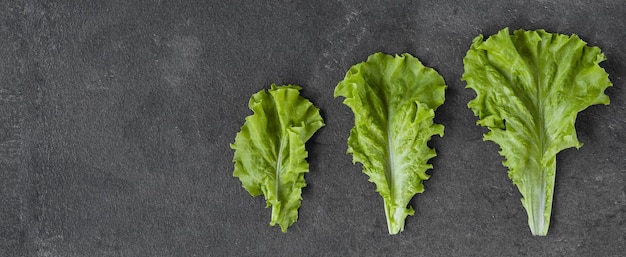 Feuilles de laitue sur fond sombre