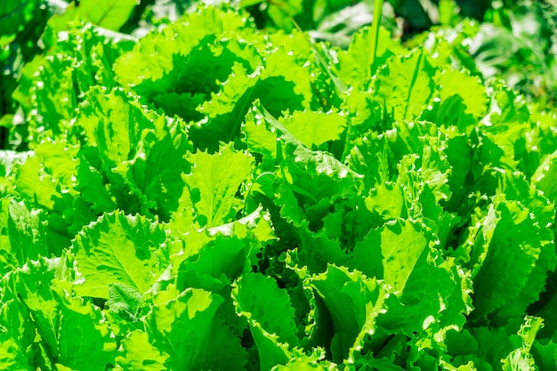 Les feuilles de laitue poussent dans le jardin par une belle journée ensoleillée à l'extérieur