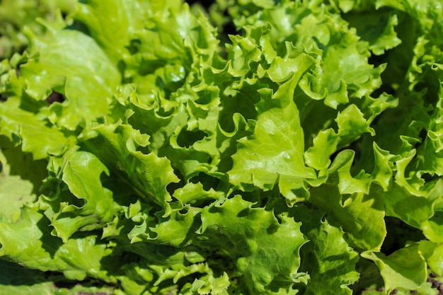 Les feuilles de laitue poussent en été dans le jardin dans le jardin