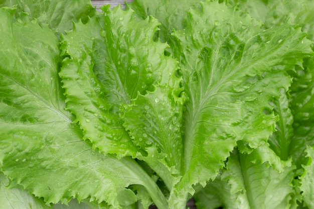 Feuilles de laitue verte avec des gouttes d'eau se bouchent