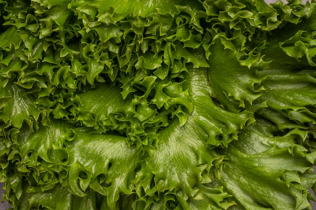 Feuilles de laitue verte Mise à plat