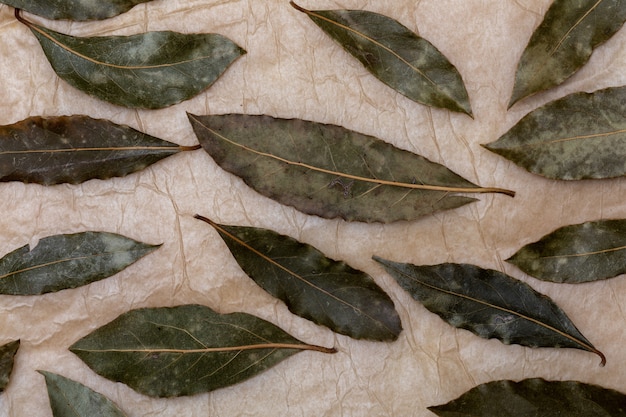 Feuilles de laurier aromatiques.