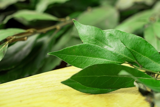 Feuilles de laurier sur une branche Macro fond en bois clair