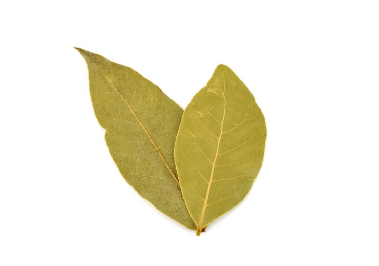 Feuilles de laurier épices isolés sur blanc isolé
