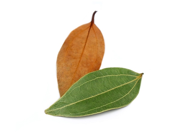 Feuilles de laurier fraîches sur fond blanc