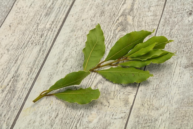 Feuilles de laurier vert sur la branche