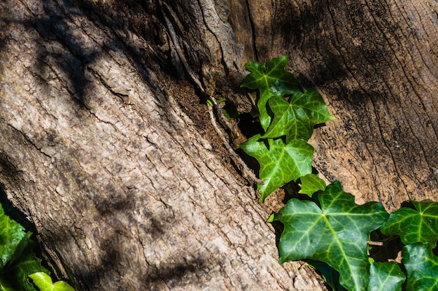 Feuilles de lierre sur un arbre