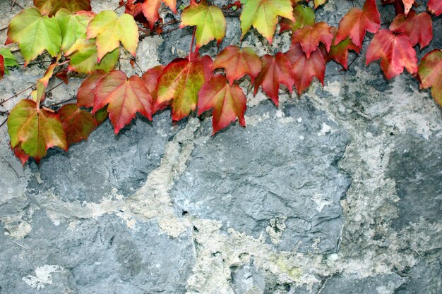 Feuilles de lierre d'automne