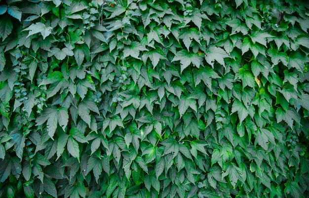 Feuilles de lierre couvrant le mur