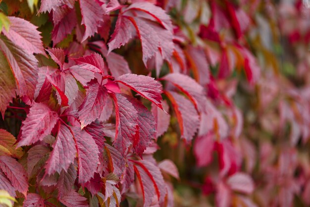 Feuilles de lierre sur un fond en bois, gros plan, plante, feuilles, motif, texture