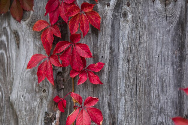 Feuilles de lierre sur un fond en bois, gros plan, plante, feuilles, motif, texture