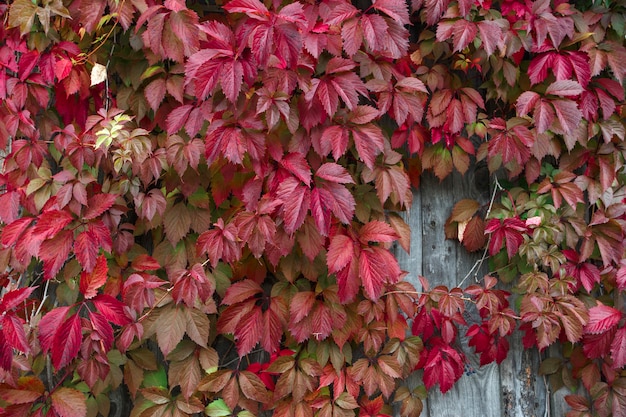 Feuilles de lierre sur un fond en bois, gros plan, plante, feuilles, motif, texture