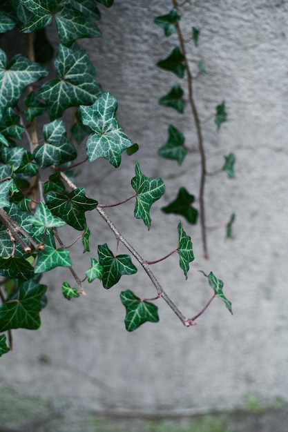 Feuilles de lierre sur mur blanc