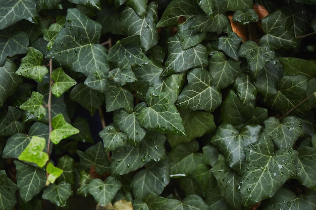 Feuilles de lierre vert après la pluie Fond de feuilles tropicales Texture de plante verte