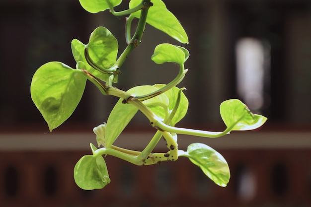 Feuilles de lierre vert à l'hôtel