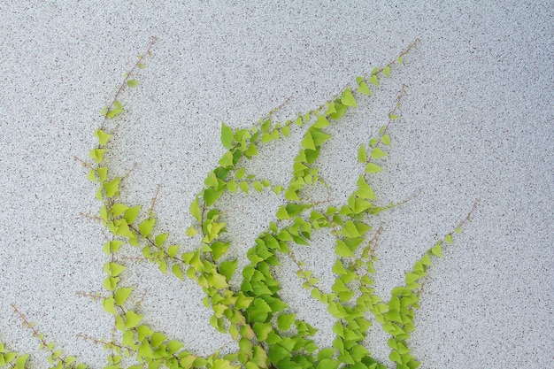 Feuilles de lierre vert sur un mur plâtré avec de petites pierres