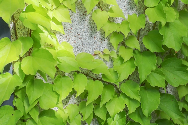 Feuilles de lierre vert sur un mur plâtré avec de petites pierres