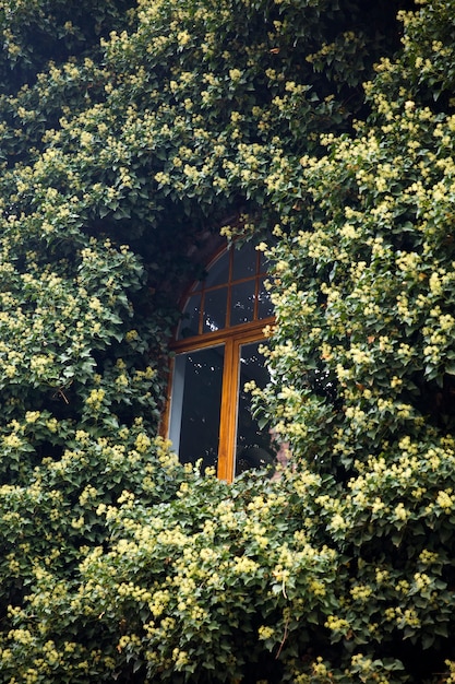 Feuilles de lierre vert