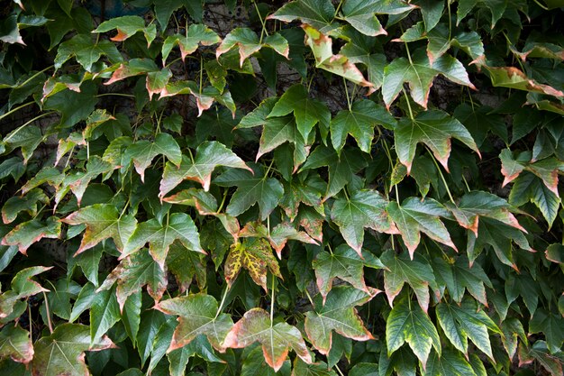 Feuilles de lierre vert