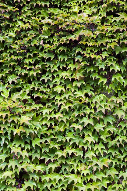 Feuilles de lierre vert